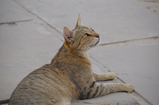 全ての始まり〜・・・エジプト編　48