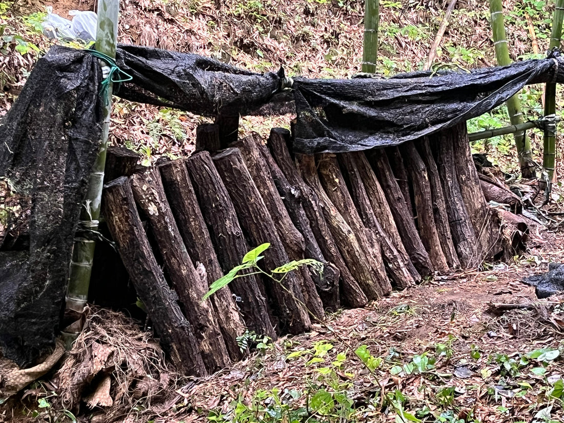 今晩の夕食は椎茸ステーキ