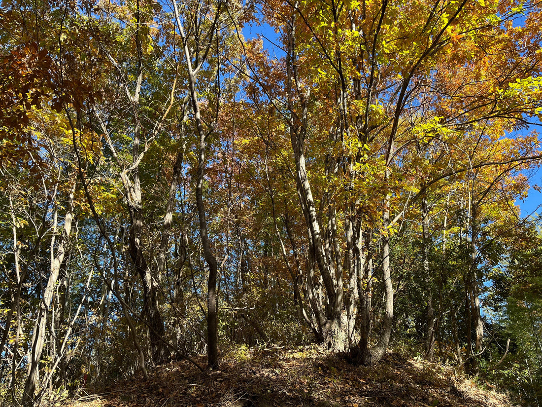 おじさんの連休